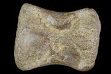 Unidentified Fossil Caudal Vertebrae - Hell Creek Formation #66477-2